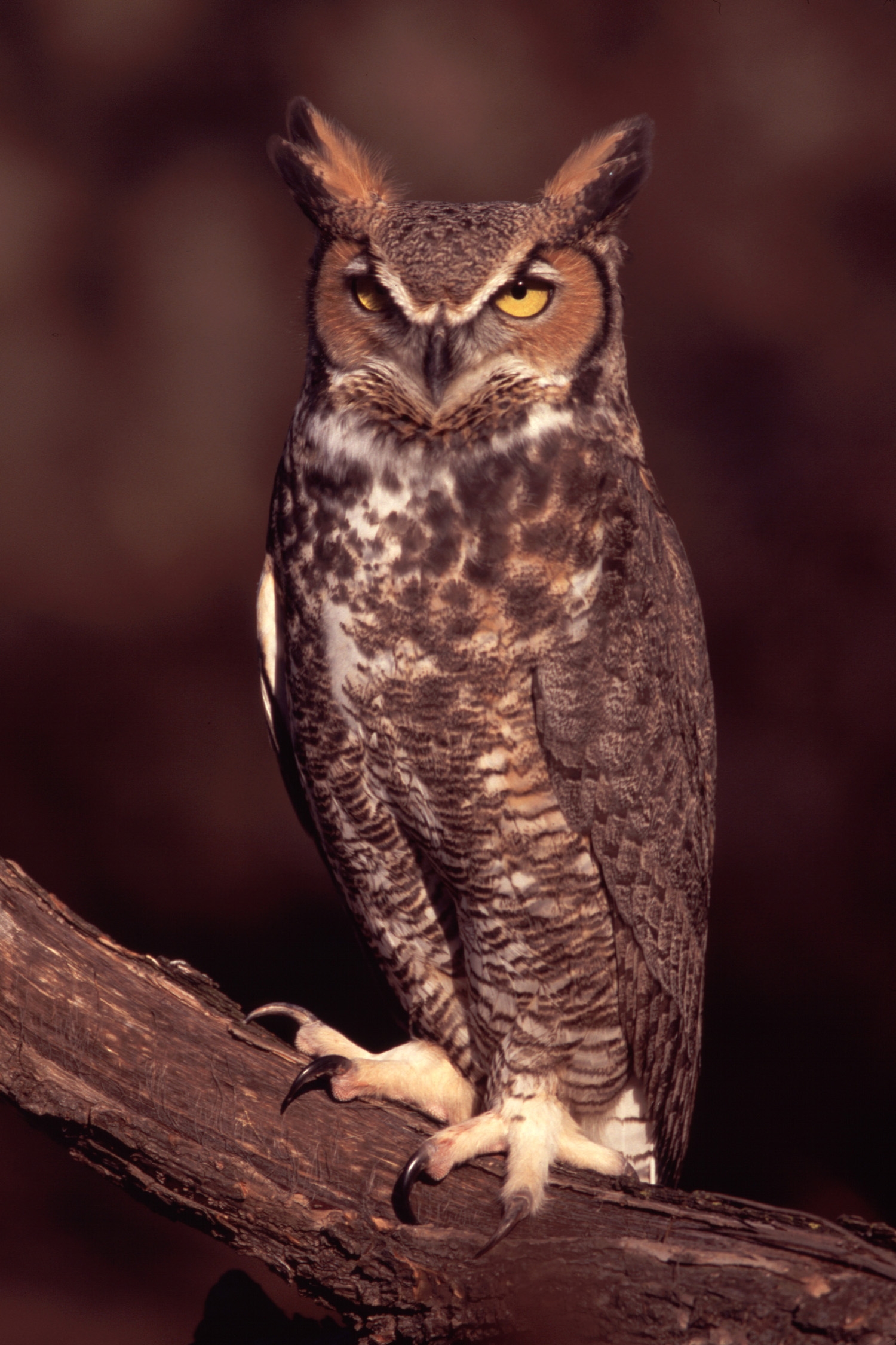 Great horned owl | The Raptor Center